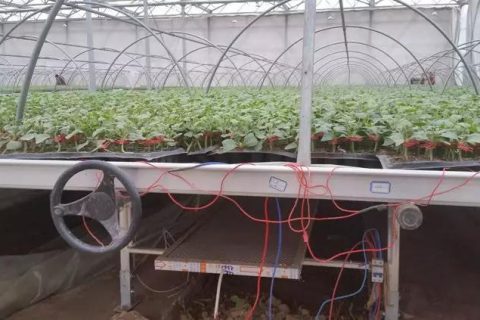 石墨烯远红外电暖在蔬菜集约化育苗中的应用初探与前景分析